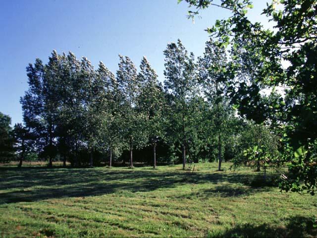 terrain