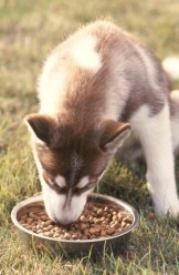chien alimentation