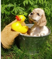 chien bain