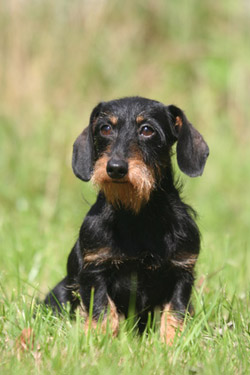 Teckel à poil dur, le mini-chien Teckel à poil dur, le mini-chien
