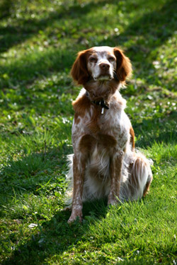 Epagneul breton, chasseur et compagnon Epagneul breton, chasseur et compagnon