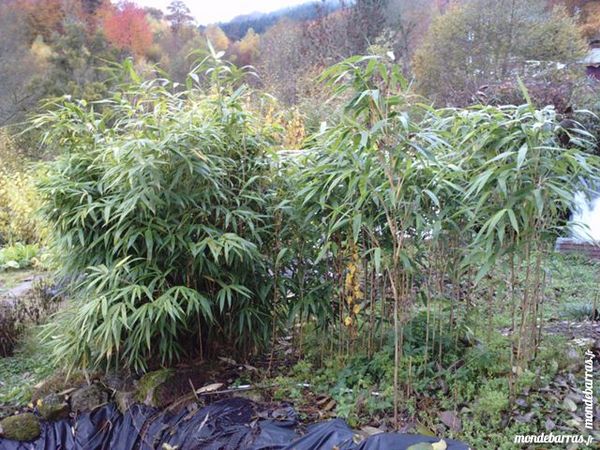 Bambou pour haies 15 Brassy (58)