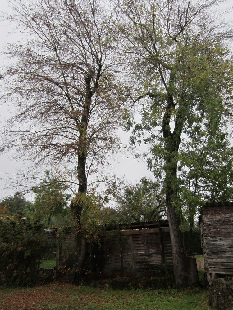 BOIS GRATUIT (FRENE) CONTRE ELEGAGE 0 Ch�teauneuf-Grasse (06)