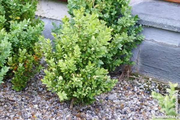 BUIS de qualit� 1 Saint-Vincent-Cramesnil (76)