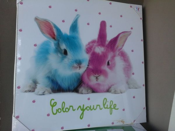 cadre lapins color�s 75 Saint-Pierre (97)