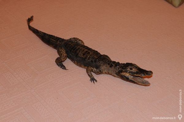 caiman  NATURALISE 100 Roquefort (47)