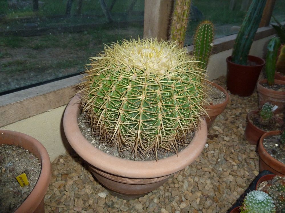 Chaisse de belle -m�re, Echinocactus grossonii 45 Saint-Hilaire-les-Places (87)