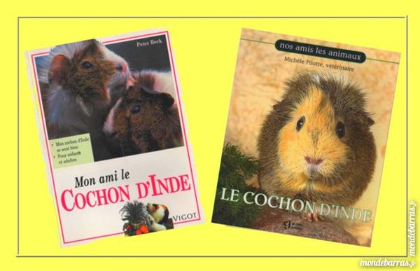 COCHONS D'INDE - 2 GUIDES 13 Laon (02)