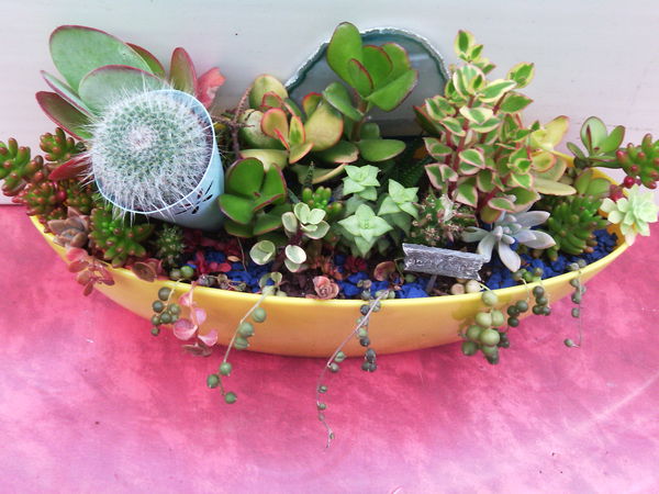 composition avec cactus 28 �pinay-sur-Seine (93)