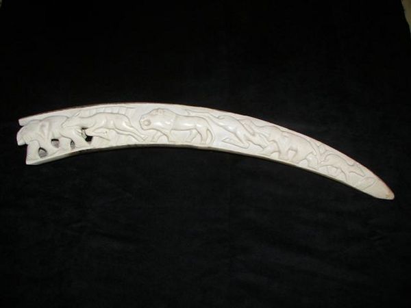 D�fense en ivoire 450 Cagnes-sur-Mer (06)