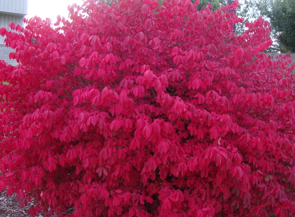 euonymus alatus 12 Miannay (80)