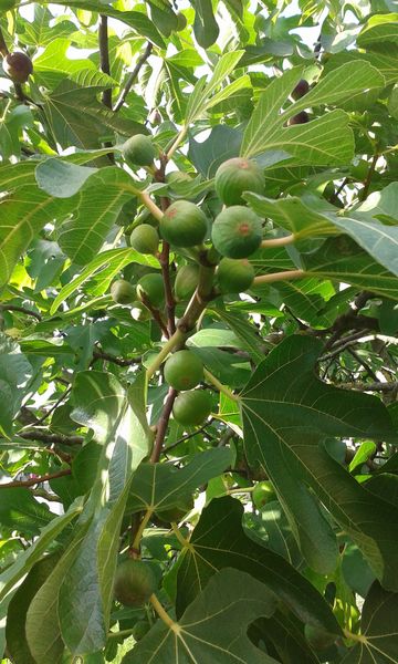 Figues fraiches 3 Amn�ville (57)