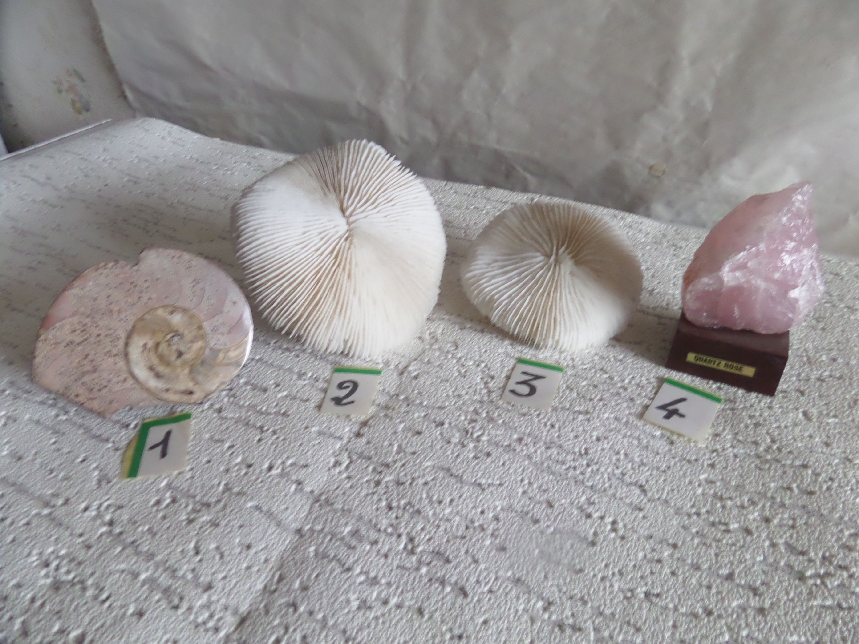 fossile AMMONITE roses de corail  quartz rose 10 Lyon 8 (69)