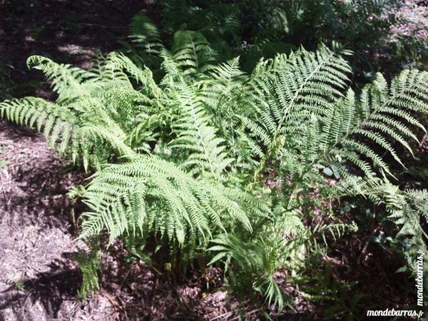 Foug�res de jardin 7 Brassy (58)