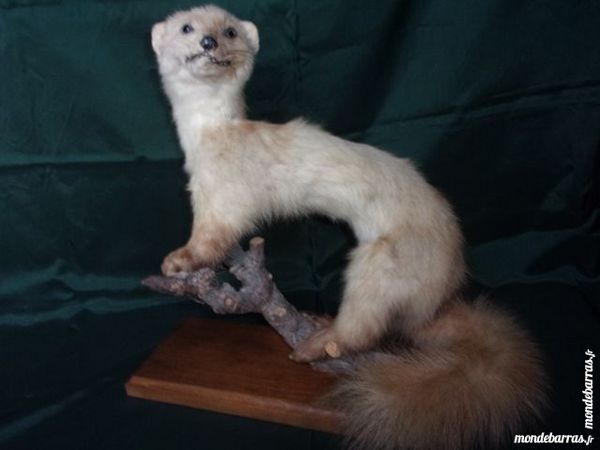 Fouine Empaill�e Mont�e Sur Branche Et Socle 30 Saint-Nizier-sous-Charlieu (42)