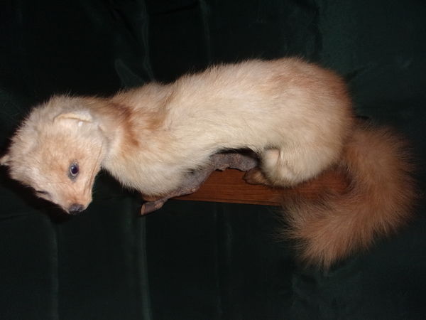 Fouine Empaill�e/Naturalis�e Sur Branche Et Socle En Bois 40 Saint-Nizier-sous-Charlieu (42)