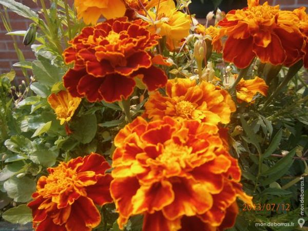 Graines d'oeillet d'inde+ 200 graines 1 Laventie (62)