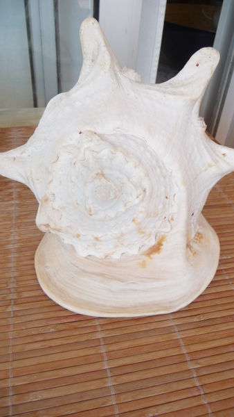 GROS COQUILLAGE 60 Nice (06)