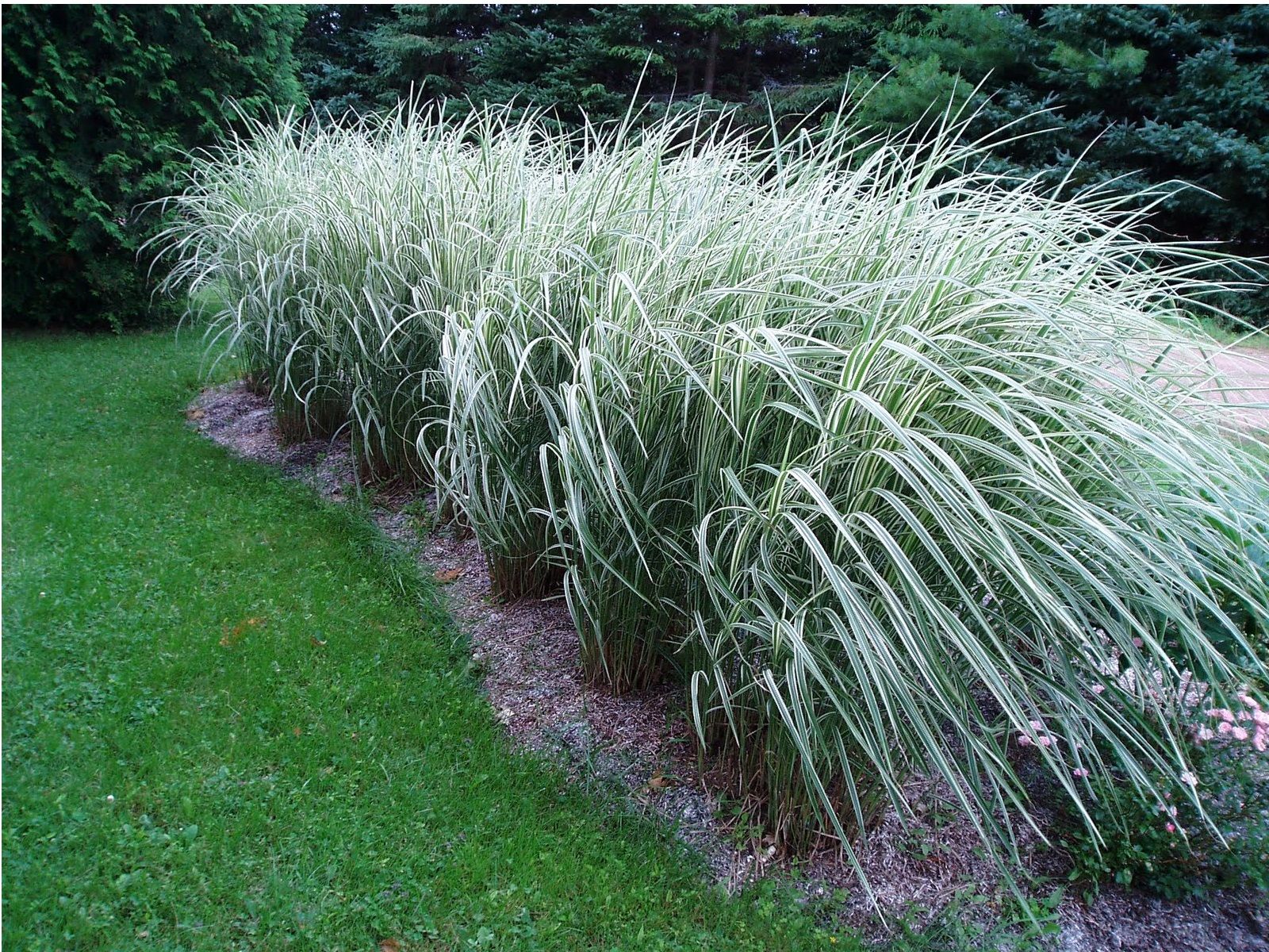 miscanthus panch� 4 Miannay (80)
