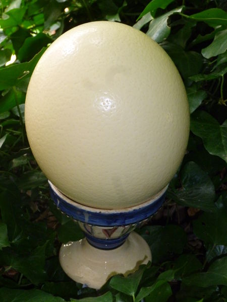  Oeuf d'autruche vide (!!!) sur son support 30 Villemoisson-sur-Orge (91)