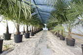 palmiers 40 33190 Barie