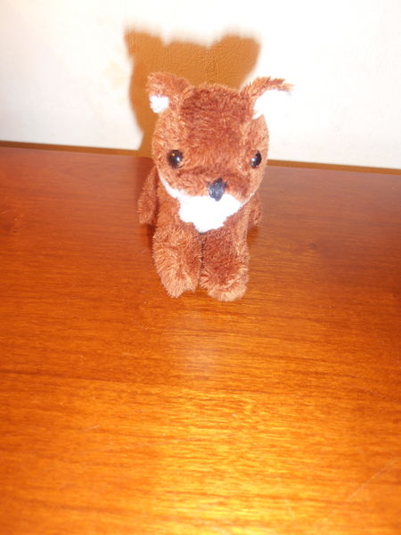 Petit renard (74) 1 Tours (37)