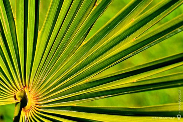 PHOTO POSTER A3 FEUILLE DE PALMIER 1 12 Saint-Paul-du-Vernay (14)