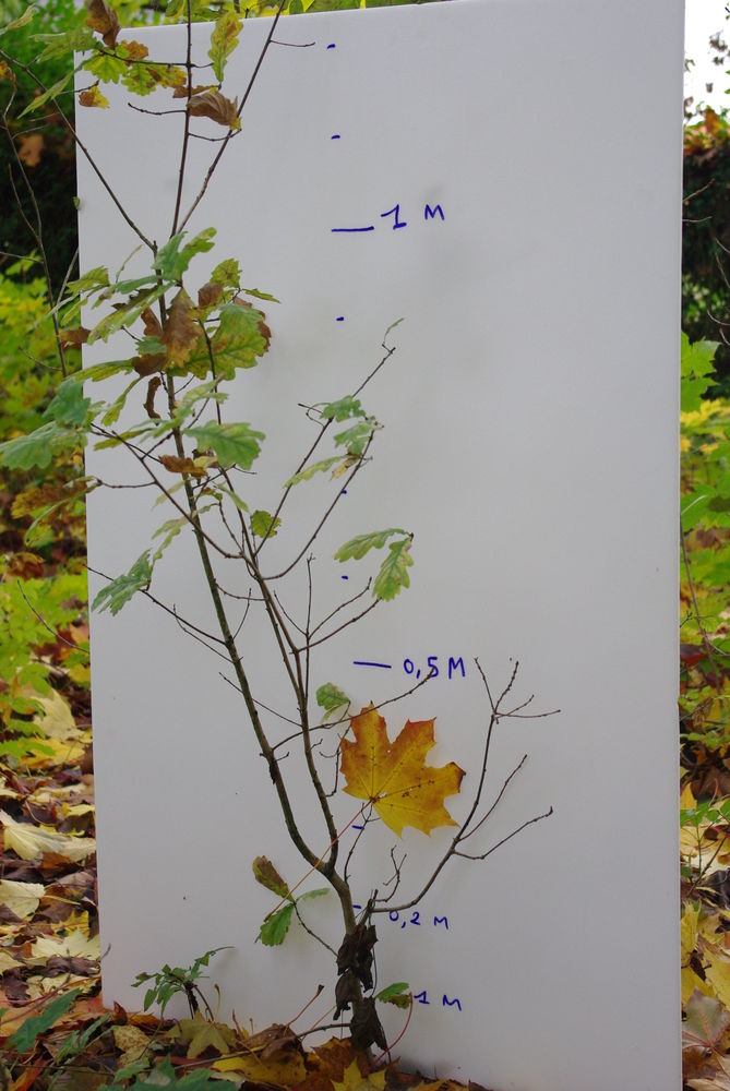 plan d'arbres 1 Douchy-l�s-Ayette (62)
