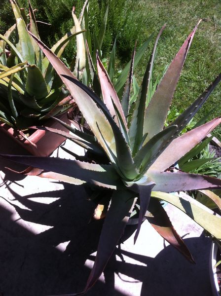  plante 5 Biscarrosse (40)