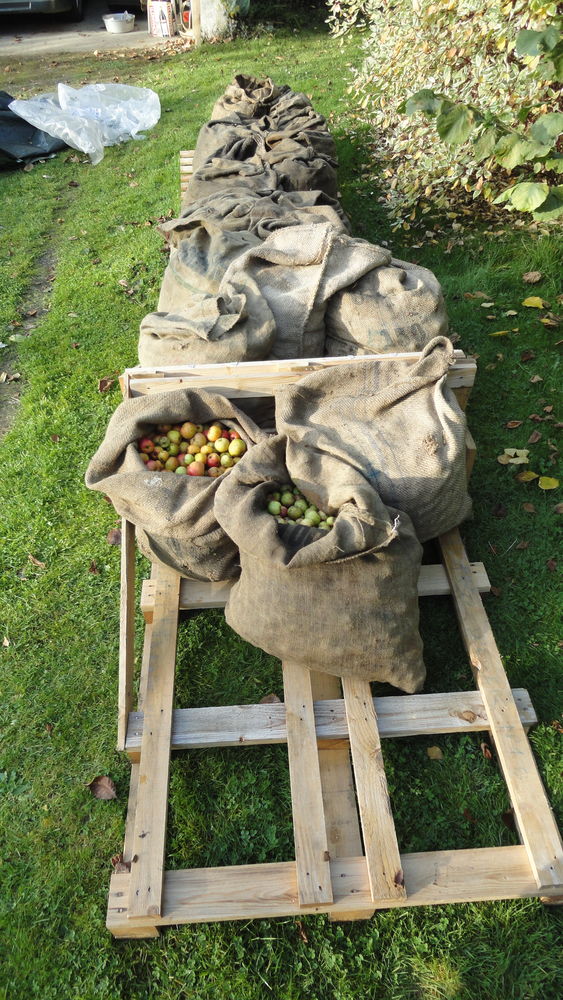 Pommes � cidre 50 Saint-Philbert-sur-Risle (27)