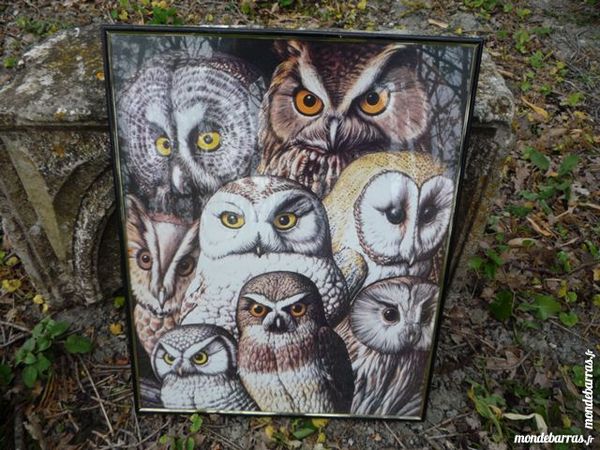 Poster chouette/hiboux/rapace 10 Castres (81)