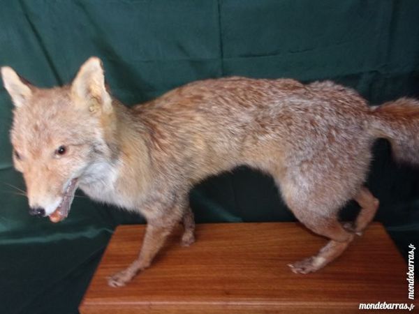 Renard Roux Empaill� Debout Sur Socle Bois 50 Saint-Nizier-sous-Charlieu (42)