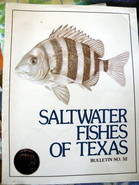 saltwater fishes of texas 10 Viriat (01)