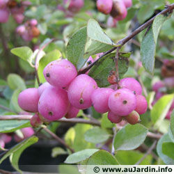 symphorine rose   ou blanche 4 Viriat (01)