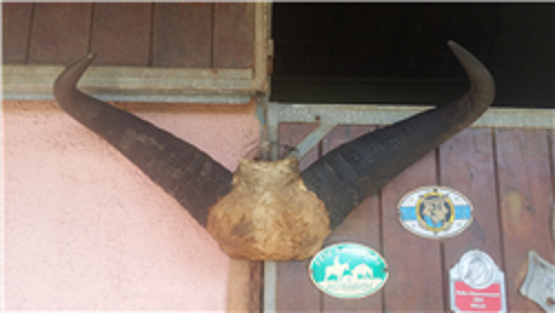 Troph�e de cornes de buffle, 88 cm 0 Vellescot (90)