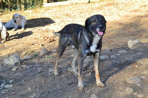 DIXY,un an et demi 200 38270 Moissieu-sur-dolon
