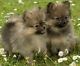 chiots type  Spitz allemand 1200 