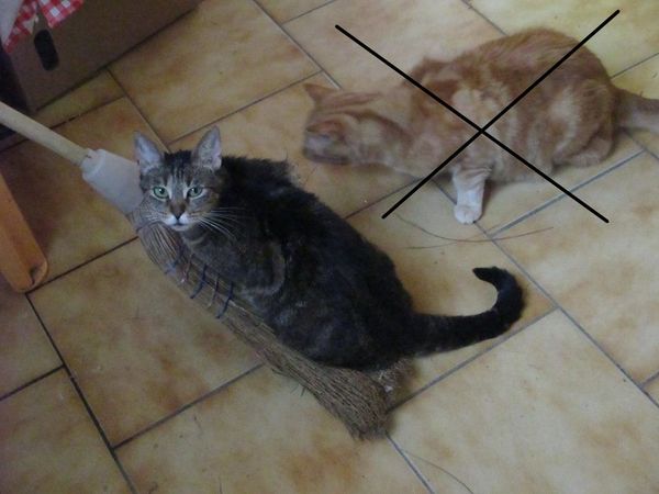 Chatte perdue &agrave; Calais 0 62100 Calais