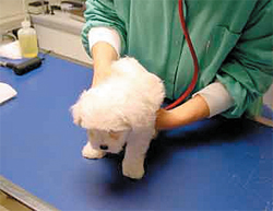 Chien_3