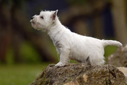 Chien terrier : West Highland White-Terrier 2