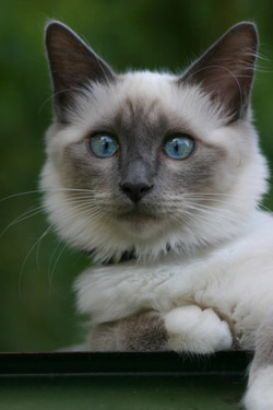 Chat à poils long : le chat sacré de birmanie 2