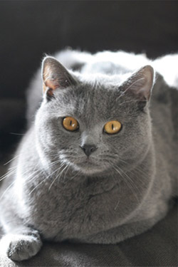 Chat à poils courts : le chat chartreux 2