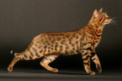 Chat à poils courts : le chat bengal 2