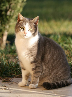 Chat à poils courts : le chat européen 2