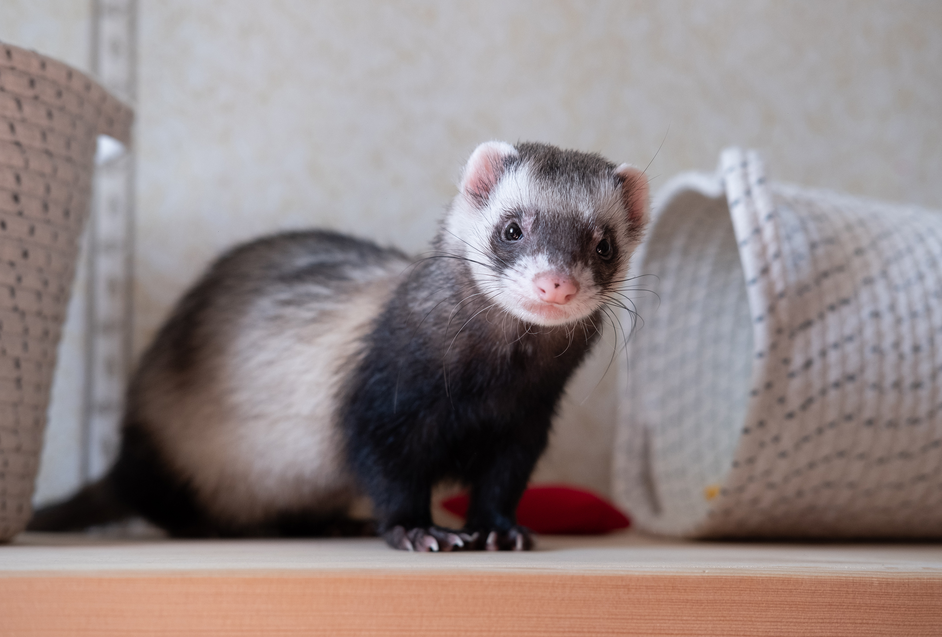 furet-animal-compagnie-adoption
