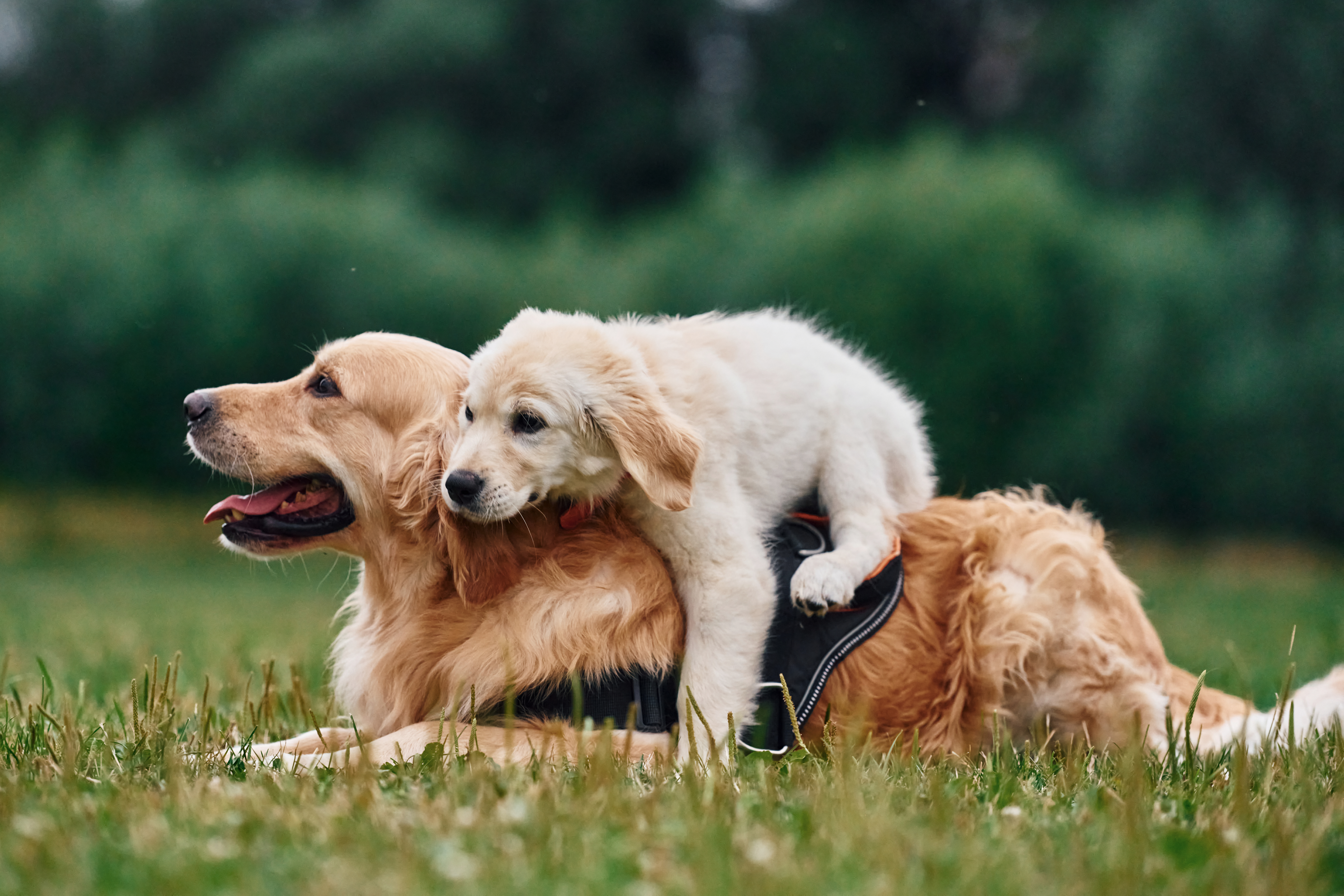 tests-sante-obligatoires-avant-saillie-chien-chat.