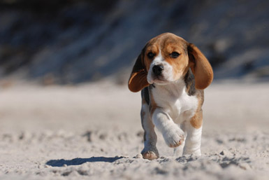 Beagle Un Adorable Compagnon