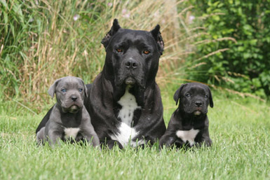 Cane Corso Un Gardien Hors Pair