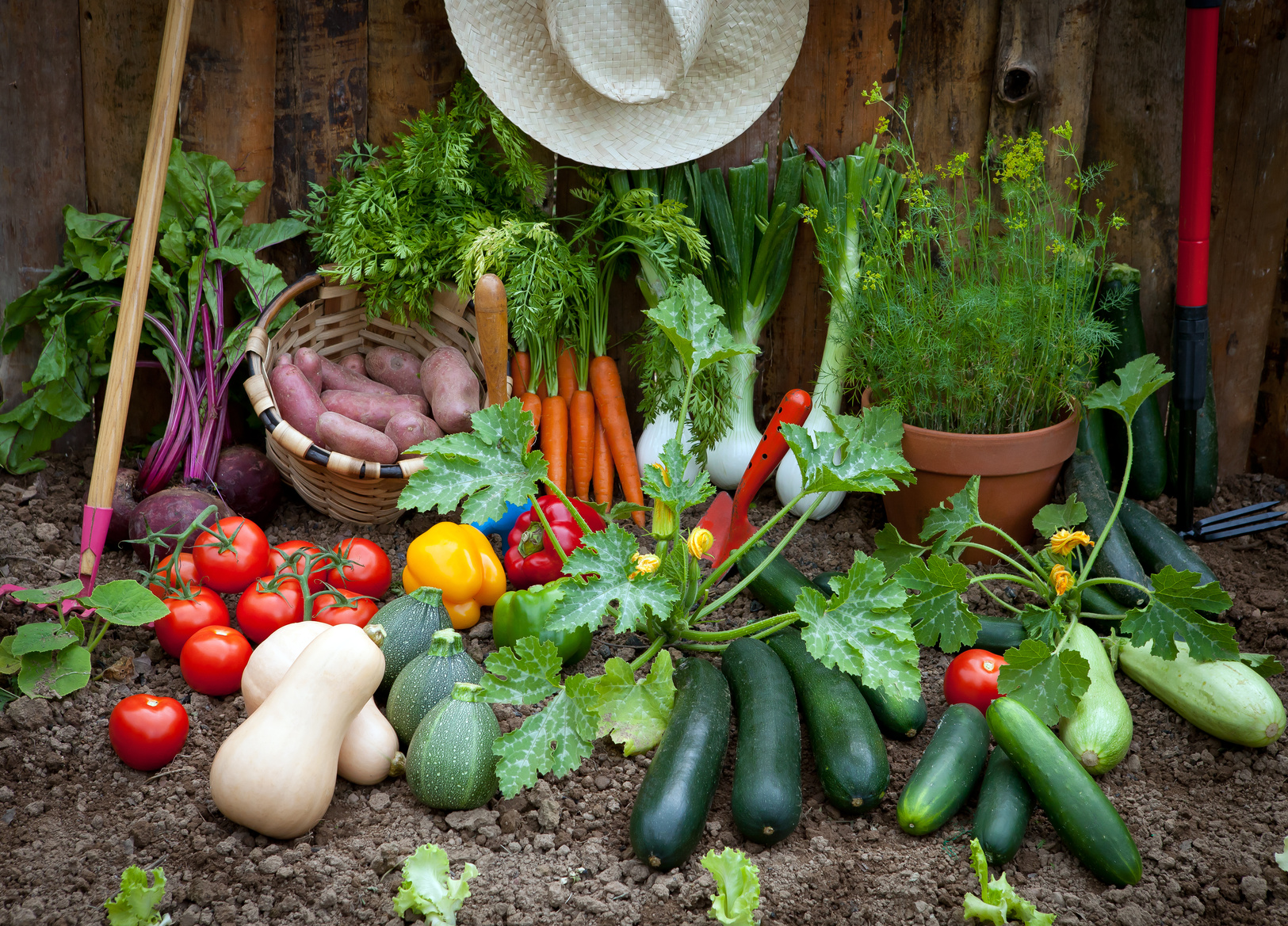 Plantes Et Potagers