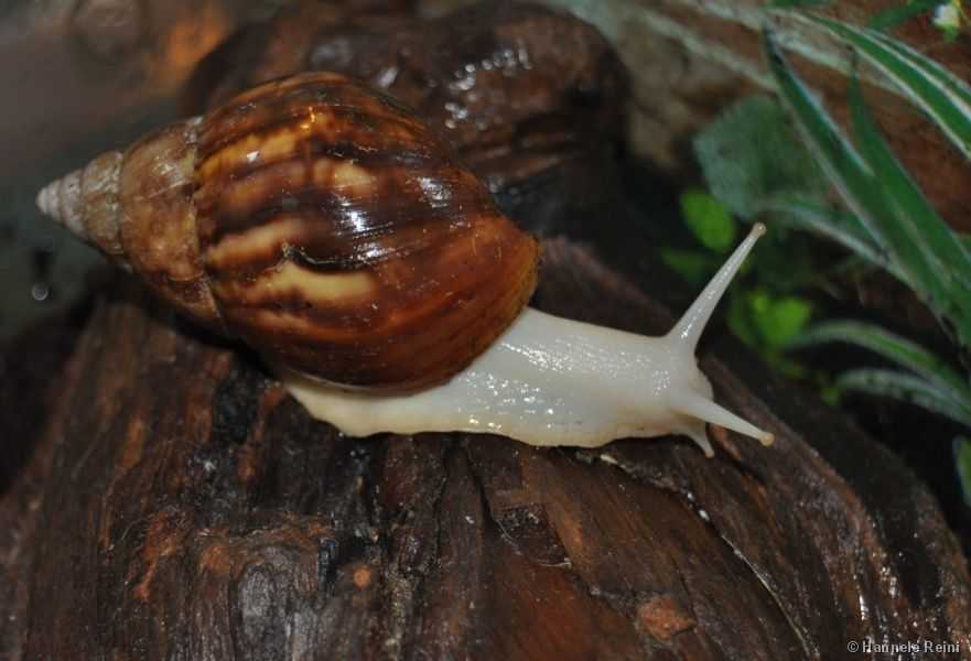 Achatina fulica white Jade 10 Mis�rieux (01)